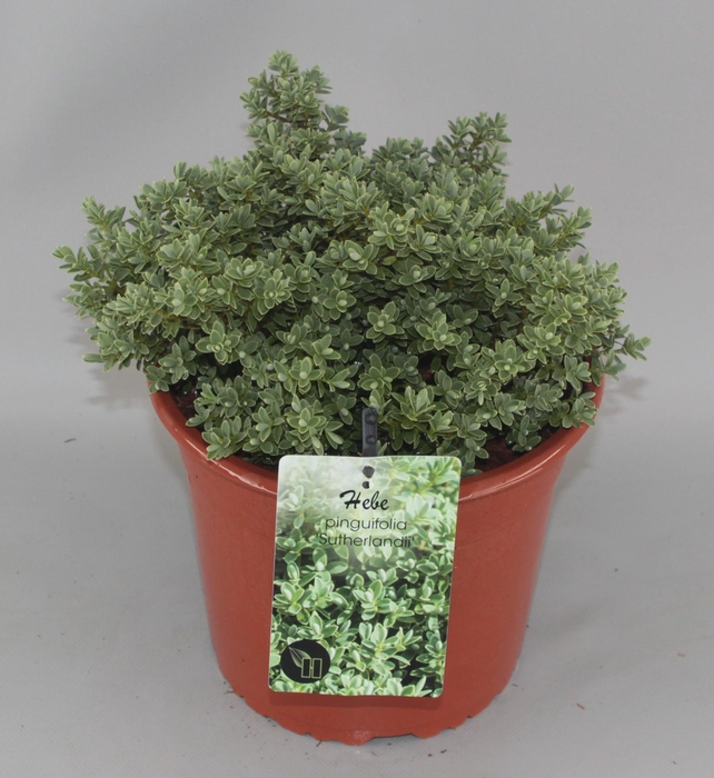 <h4>Hebe pinguifolia 'Sutherlandii' C5</h4>