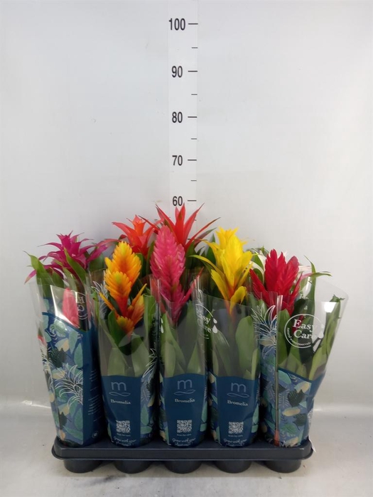 <h4>Bromelia   ...mix</h4>