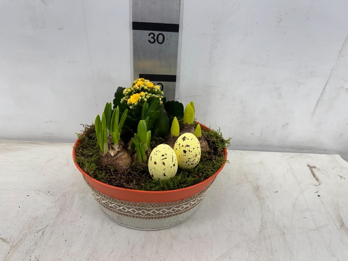 <h4>ARR PL IN SCHAAL</h4>