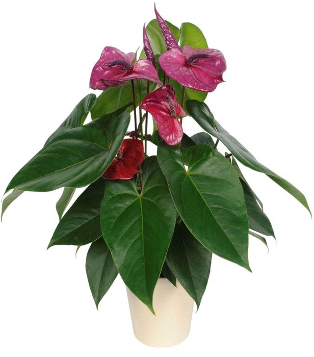 <h4>ANTHURIUM UTAH P17</h4>