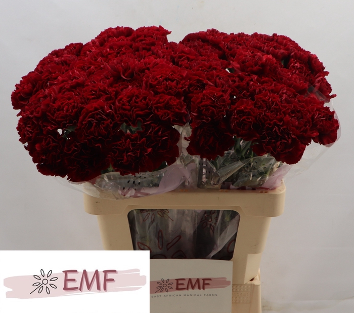 <h4>Di St Zurigo</h4>