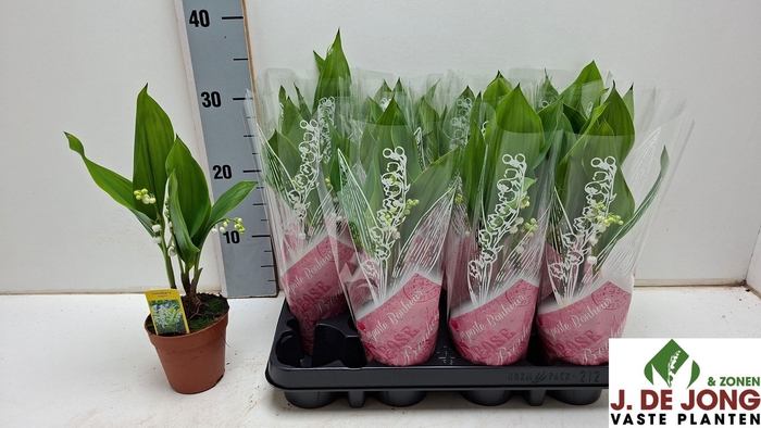 <h4>CONVALLARIA MAJALIS</h4>