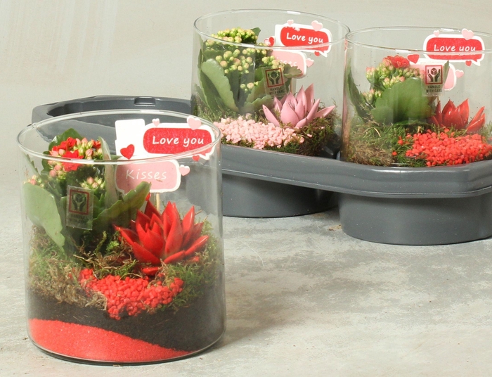 <h4>ARR KAMERPL</h4>