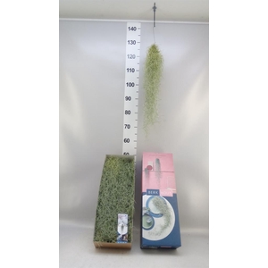 Tillandsia usneoides