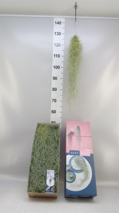 <h4>Tillandsia usneoides</h4>