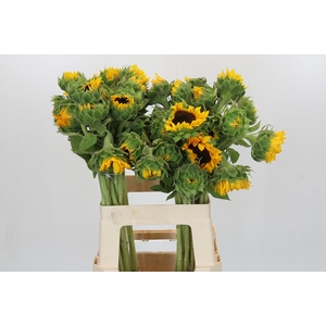 Helianthus Orange Fire