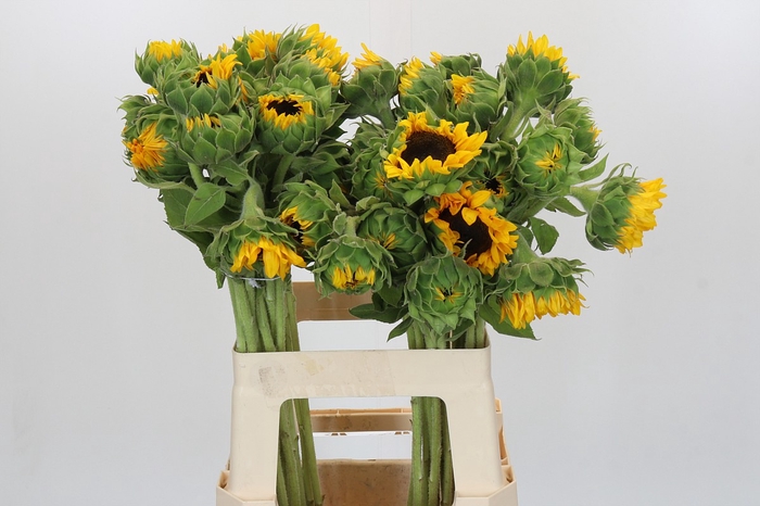 <h4>Helianthus Orange Fire</h4>
