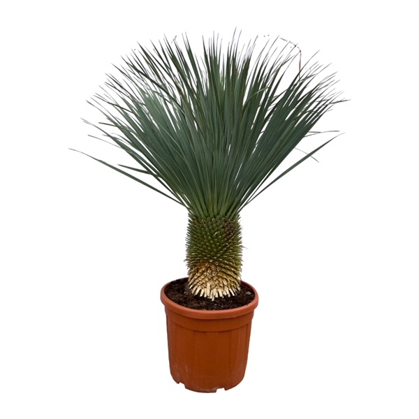 <h4>Yucca Rostrata P55 160cm</h4>