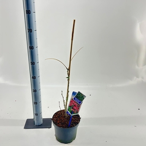 Albizia julibrissin Ombrella® ('Boubri'PBR)