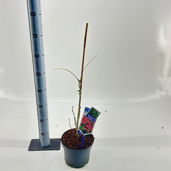 <h4>Albizia julibrissin Ombrella® ('Boubri'PBR)</h4>