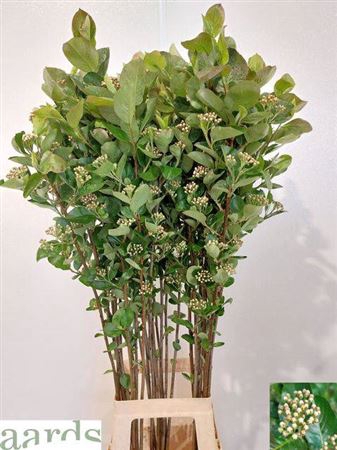 <h4>Aronia Melanocar Bld</h4>