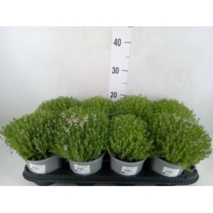 Thymus vulgaris 'Compactus'