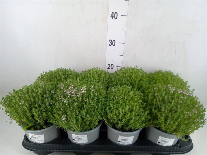 <h4>Thymus vulgaris 'Compactus'</h4>