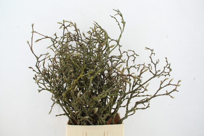 <h4>MAGNOLIA GRANDIFLORA GRILLIG X20</h4>