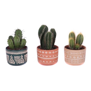 Cactus mix 10,5 cm in vanuatu pot