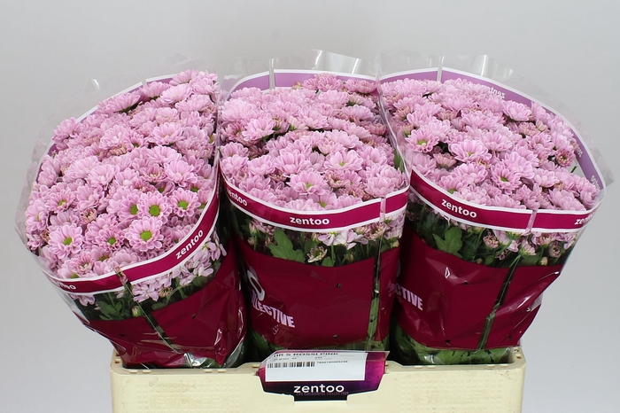 <h4>Sant Rossi Pink</h4>