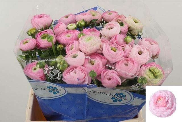 <h4>RAN SU CONFETTO</h4>