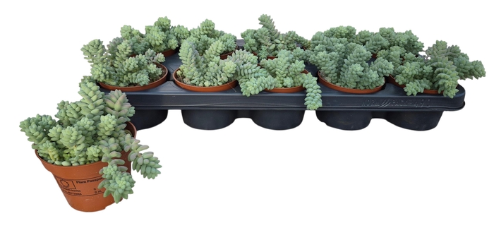 <h4>SEDUM BURRITO</h4>