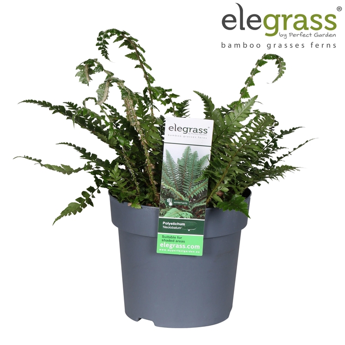 <h4>Polystichum 'neolobatum' P14</h4>