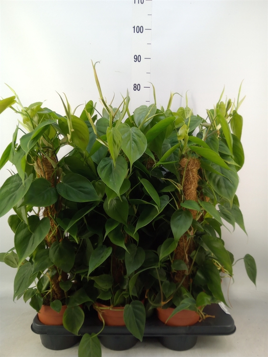 <h4>Philodendron scand.</h4>