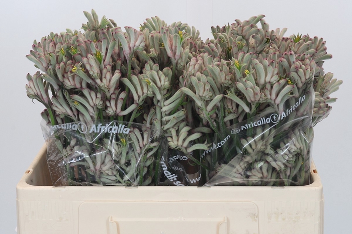 Anigozanthos Cape Gray Moss