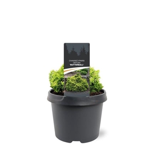 Chamaecyparis obtusa