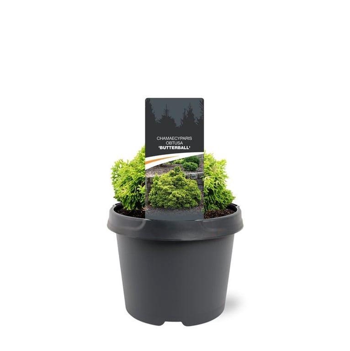 <h4>Chamaecyparis obtusa</h4>
