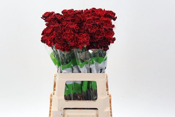 <h4>Dian. ST. Tinted Dark Dream</h4>