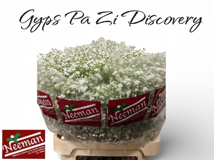 <h4>GYPS PA ZI DISCOVERY</h4>