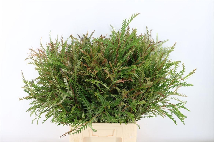 <h4>Grevillea Ivanhoe Groen</h4>