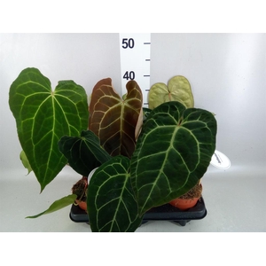 Anthurium   ...
