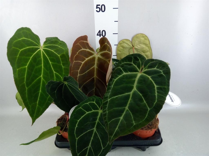 <h4>Anthurium   ...</h4>
