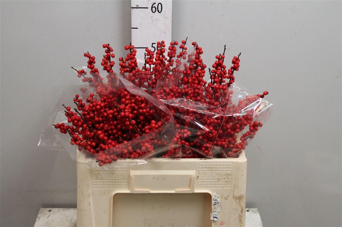 <h4>Ilex Ve Rode Bes</h4>