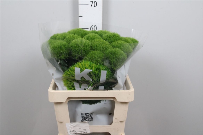 <h4>Dianthus Barbatus Kiwi Mellow Cool</h4>