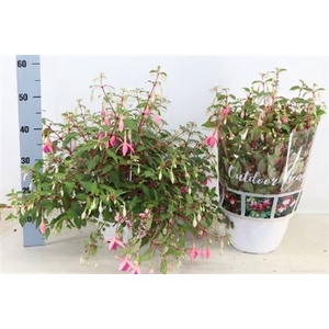 Fuchsia overig