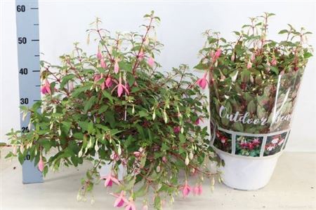 <h4>Fuchsia overig</h4>