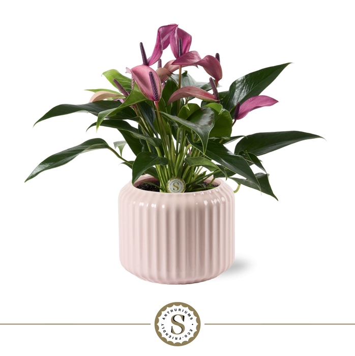 <h4>Bologna Keramiek Pink - Zizou</h4>