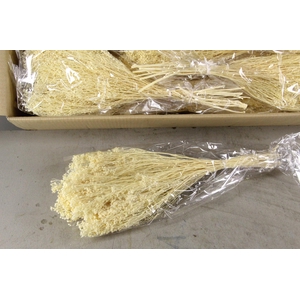 DF Broom Bloom Bleached 100g