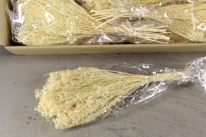 DF Broom Bloom Bleached 100g