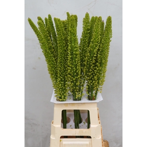 EREMURUS YELL IMPACT