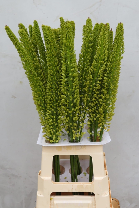 <h4>EREMURUS YELL IMPACT</h4>