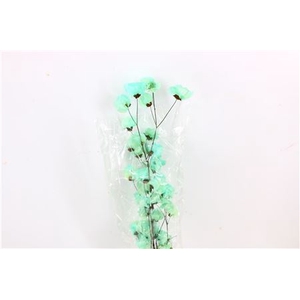 Dried Bougainvillea 55cm Turquoise Bunch