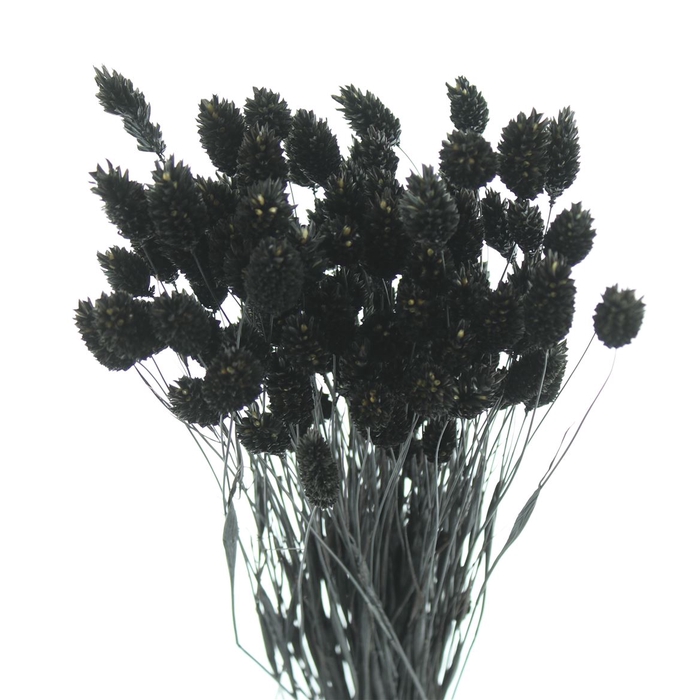 Dried Phalaris Black