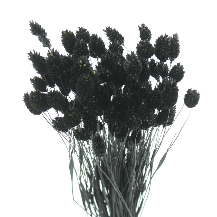 <h4>Dried Phalaris Black</h4>