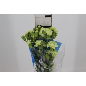 CRAVO SPRAY JADE 060 CM