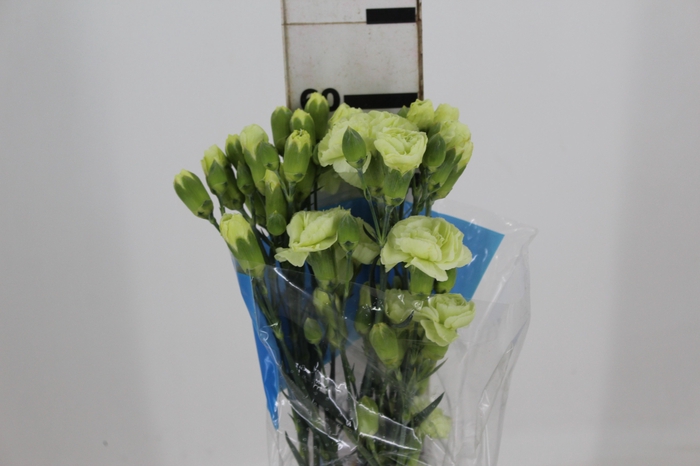 CRAVO SPRAY JADE 060 CM