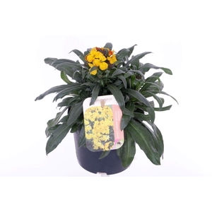 Erysimum Fragrant Sunshine