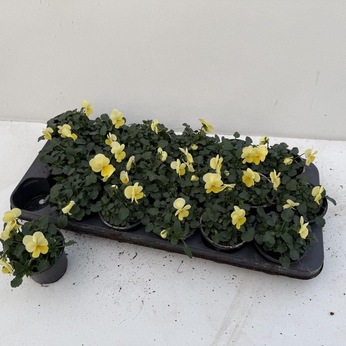 <h4>VIO CO SORBET GEM</h4>