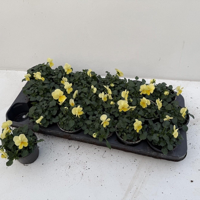 <h4>VIO CO SORBET GEM</h4>