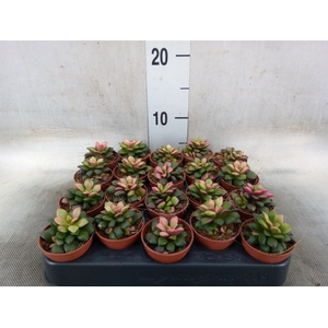 Succulents   ...